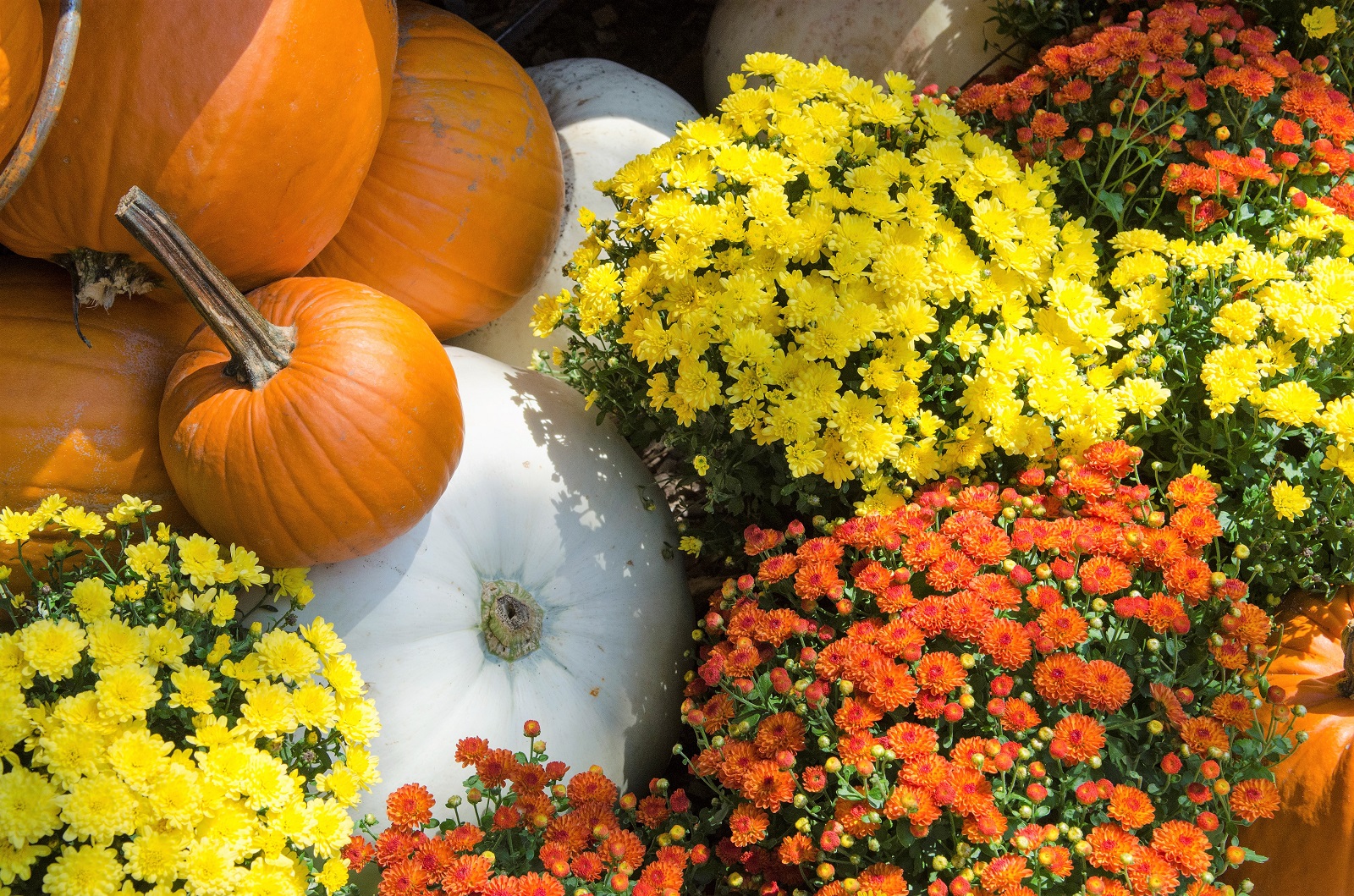 Fall Season in Nashville