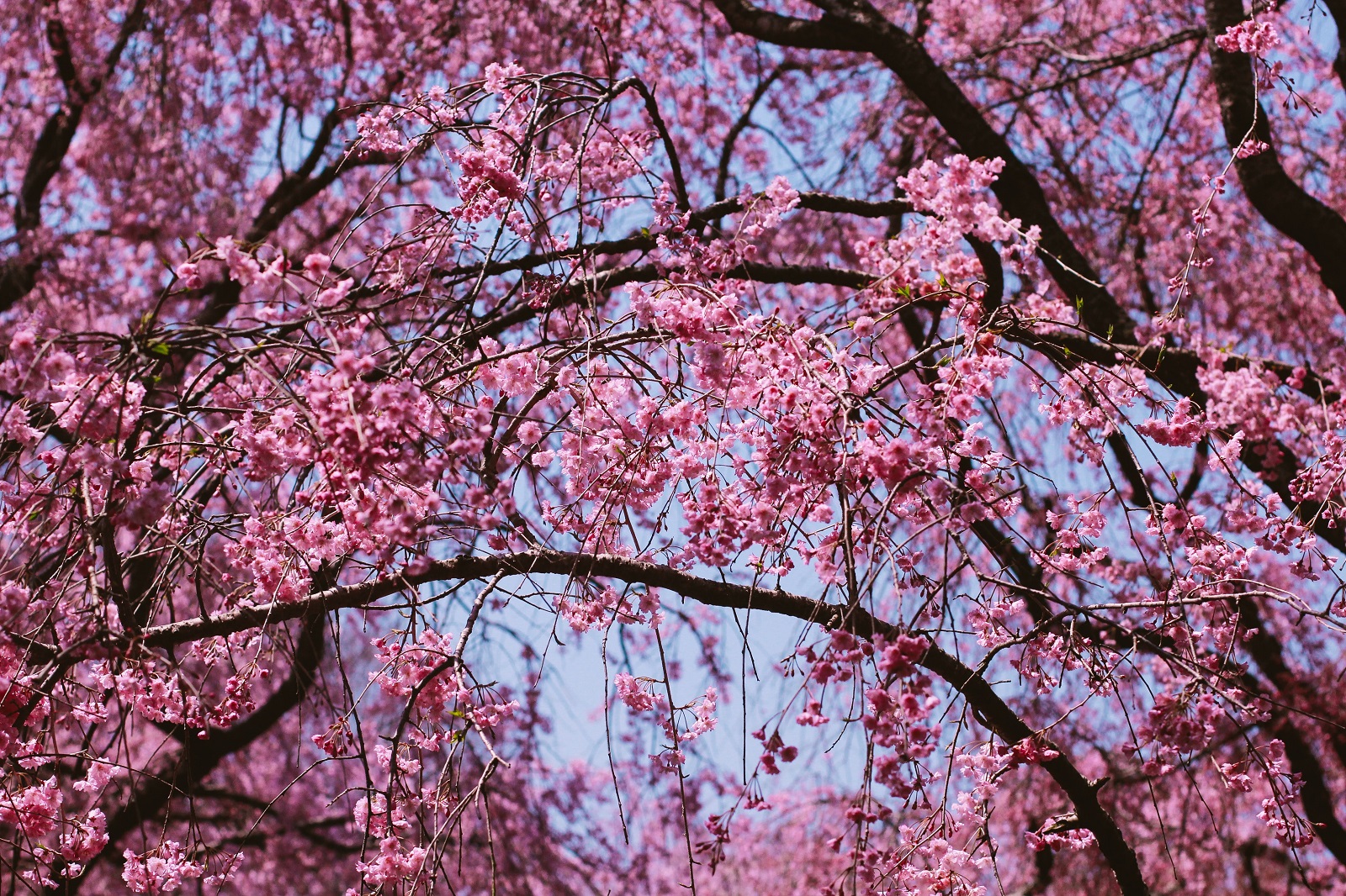 Cherry Blossom Cherry Blossom Tree
